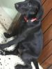 Labrador puppy 4 months shiny coat black American Lab