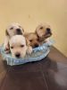 8Pure Labrador puppies for sale dehradun xxxxxxxxxx