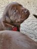 AKC registered chocolate lab puppies