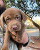 Purebred chocolate labs-AKC certified-all first shots-dewormed