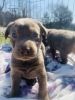 Silver Labs Forsale