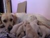 Labrador for adoption