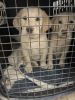 Labrador Retriever for sale