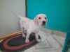 Quality lab male puppy avilable in Hyderabad