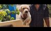 Labradore puppy for sale