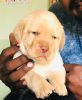 Heavy size Apple head Labrador with pink nose, brown eyes for sale