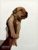 Lab puppy for sale in best price Shimoga Karnataka