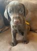 Adorable AKC Registered Chocolate Labs