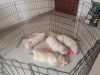 4 Male Labrador Puppies. If intrested kindly call xxxxxxxxxx