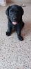 40 days old male black Labrador puppy vaccinated for sale