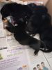 4x Puppies up for adoption