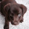 Healthy Labrador retriever for sale
