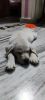 Urgent sale of Labrador retriever