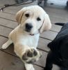 Labrador Retriever Puppies - Available 4/15
