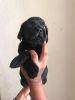 Labrador Male And Female For Sale !