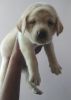 Heavy bone top quality labrador golden available in lucknow Up