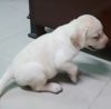 White Male Labrador Puppy 40 days old (With Pedigree Food)