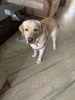 Labrador puppy 1.5 years old is available for adoption