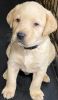 AKC registered lab puppies for sale