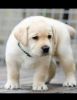 Labrador puppy lowest price Delhi