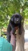 Top quality champion blood line Balck Lab female puppy Available in Ba