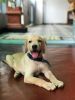 2 month old lab puppy for sale with medicines in Thrissur