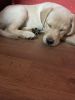 Female Labrador puppies for sale
