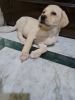 Labra puppy for sale