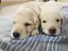 Labrador Puppies - Uppal