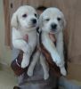 Labrador female puppies available for sale in Pune PCMC puppies