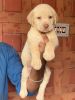 GOOD QUALITY LAB PUPPIES AVAILABLE