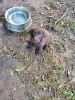 Lab puppies looking for new home