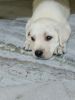 Labrador puppy for sale 45 days