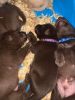 AKC Lab Pups Microchipping Available