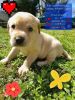 AKC lab pups Microchipping Available