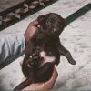 Chocolate and black colour Male lab puppies for sale