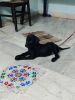 Labrador puppy sale