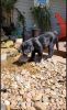 AKC purebred Labrador retriever