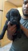 Black Labrador 35 days puppy