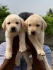HEAVY SIZE TOP QUALITY LABRADOR RETRIEVER PUPPIES AVAILABLE IN CHENNAI