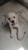 Labrador 60 days male puppy. Vaccinated. Full active puppy