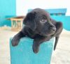 Black colour male labrador puppy for sale