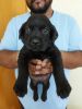 Black and fawn lab puppies for sale at best price!!!