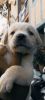 Pure breed-Labrador Retriever. Male & Female Puppies Available