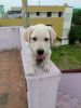 Male Labrador for Sale (Kundrathur)