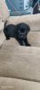 Black lab puppies for sale for 10kand negotiable if genuinely interes