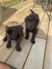 Male Chocolate Lab Puppies