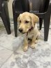 labrador puppy 3 month old with full paper and vaccination done