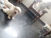 Labrador female puppies sale
