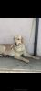 I want to sell my labrador which is 3 years old urgently